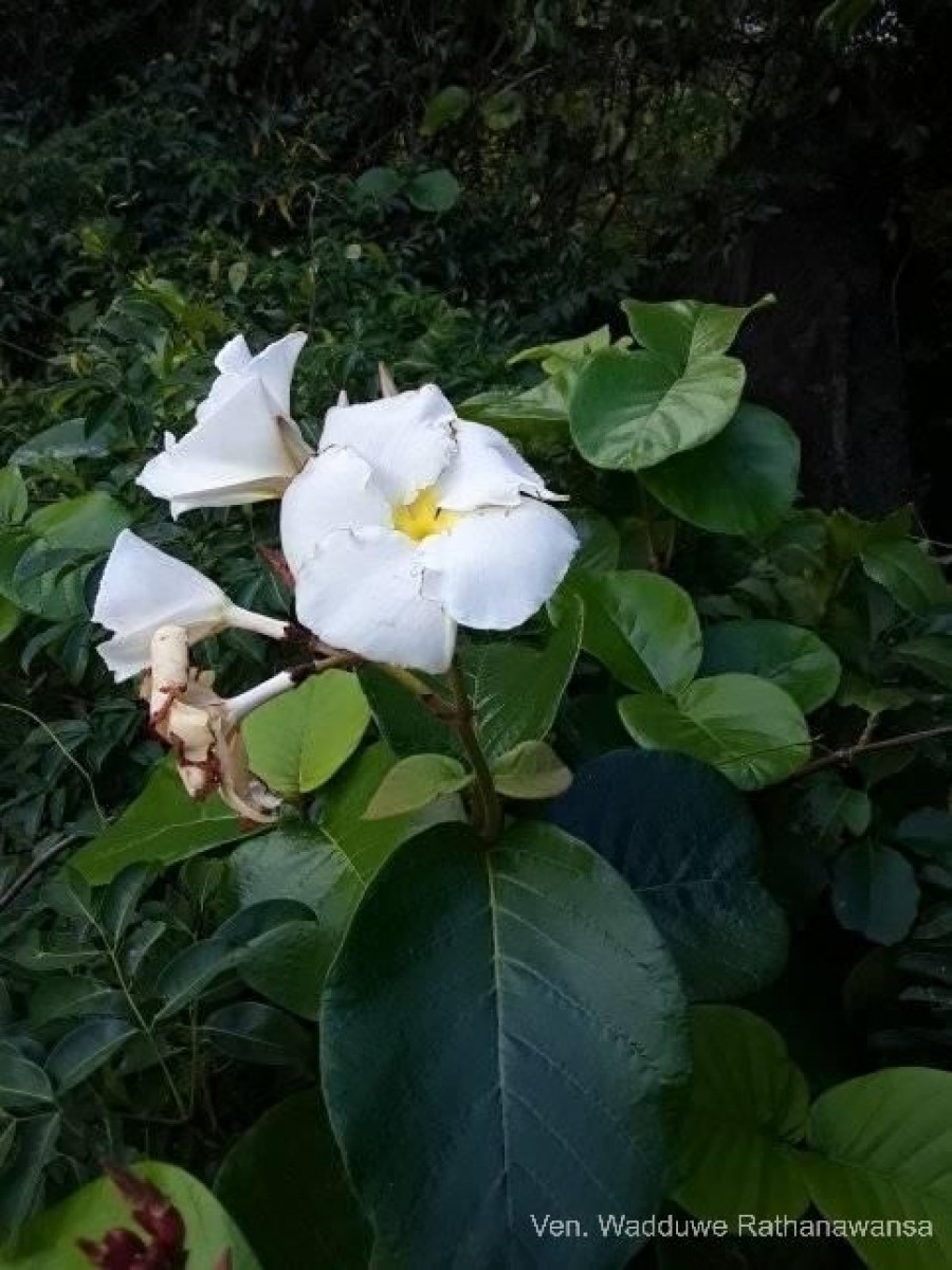 Chonemorpha fragrans (Moon) Alston